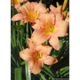 Kép 2/2 - Hemerocallis 'Longfields Glory' / Sásliliom
