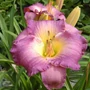 Kép 2/2 - Hemerocallis 'Moroccan Sunrise' / Sásliliom