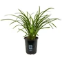 Kép 1/4 - Hemerocallis 'Tuxedo Whiskers' / Lila virágú sásliliom