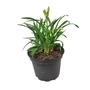 Kép 2/2 - Hemerocallis 'Stella d'Oro' / Sárga virágszínű sásliliom