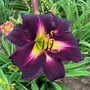 Kép 4/4 - Hemerocallis 'Tuxedo Whiskers' / Lila virágú sásliliom