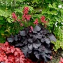 Kép 2/2 - Heuchera 'Black Forest Cake' / Tűzeső