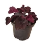 Kép 1/2 - Heuchera 'Black Forest Cake' / Tűzeső
