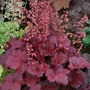 Kép 2/2 - Heuchera 'Cherry Cola' / Tűzeső