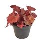 Kép 1/2 - Heuchera 'Cherry Cola' / Tűzeső