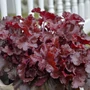 Kép 2/2 - Heuchera 'Cherry Truffles' / Tűzeső