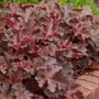 Kép 2/2 - Heuchera 'Chocolate Ruffles' / Tűzeső