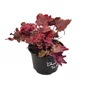 Kép 1/2 - Heuchera 'Chocolate Ruffles' / Tűzeső