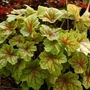 Kép 2/2 - Heuchera 'Electra' / Tűzeső