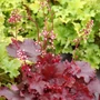 Kép 2/2 - Heuchera 'Fire Chief' / Tűzeső