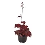 Kép 1/2 - Heuchera 'Fire Chief' / Tűzeső