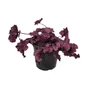 Kép 1/2 - Heuchera 'Forever Purple' / Tűzeső