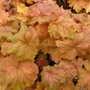 Kép 2/2 - Heuchera 'Kassandra' / Tűzeső