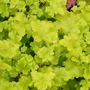 Kép 2/2 - Heuchera 'Lime Rickey' / Tűzeső