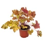 Kép 1/2 - Heuchera 'Marmalade' / Tűzeső