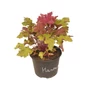 Kép 1/2 - Heuchera 'Marmelade' / Tűzeső