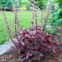 Kép 2/2 - Heuchera 'Melting Fire' / Tűzeső