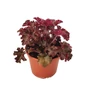 Kép 1/2 - Heuchera 'Melting Fire' / Tűzeső