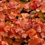 Kép 2/2 - Heuchera 'Northern Exposure Amber' / Tűzeső