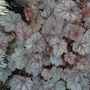 Kép 2/2 - Heuchera 'Regina' / Tűzeső