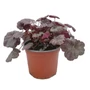 Kép 1/2 - Heuchera 'Regina' / Tűzeső