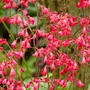 Kép 2/2 - Heuchera sanguinea 'Firefly' / Vérvörös tűzeső