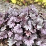Kép 2/2 - Heuchera 'Silver Gumdrop' / Tűzeső