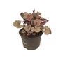 Kép 1/2 - Heuchera 'Silver Gumdrop' / Tűzeső