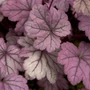 Kép 2/2 - Heuchera 'Sugar Plum' / Tűzeső