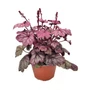 Kép 1/2 - Heuchera 'Sugar Plum' / Tűzeső
