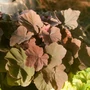 Kép 2/2 - Heuchera 'XXL' / Tűzeső