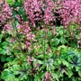 Kép 2/2 - Heucherella 'Tapestry' / Turbáncső