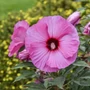 Kép 2/2 - Hibiscus moscheutos 'Candy Crush' / Rózsaszín virágszínű mocsári hibiszkusz