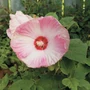 Kép 2/2 - Hibiscus moscheutos 'Luna Pink Swirl' / Fehér - rózsaszín virágszínű mocsári hibiszkusz