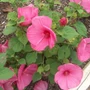 Kép 2/2 - Hibiscus moscheutos 'Luna Rose' / Rózsaszín virágszínű mocsári hibiszkusz