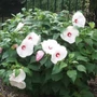 Kép 1/2 - Hibiscus moscheutos 'Luna White' / Fehér virágszínű mocsári hibiszkusz