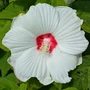 Kép 3/3 - Hibiscus moscheutos 'Luna White' / Fehér virágszínű mocsári hibiszkusz