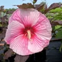 Kép 2/2 - Hibiscus moscheutos 'Starry Starry Night' / Bordó levelű rózsaszín virágszínű mocsári hibiszkusz