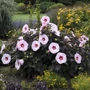 Kép 2/2 - Hibiscus moscheutos 'Perfect Storm' / Bordó levelű rózsaszín virágszínű mocsári hibiszkusz