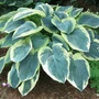 Kép 2/2 - Hosta 'American Halo' / Árnyékliliom
