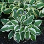 Kép 2/2 - Hosta  'Brim Cup' / Árnyékliliom