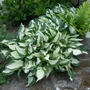 Kép 2/2 - Hosta  'Fire and Ice' / Árnyékliliom