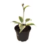 Kép 1/2 - Hosta 'Firn Line' / Árnyékliliom