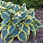 Kép 2/2 - Hosta 'First frost' / Árnyékliliom