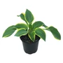 Kép 1/2 - Hosta 'First frost' / Árnyékliliom