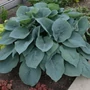 Kép 2/2 - Hosta 'Fragrant Blue' / Árnyékliliom