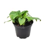 Kép 1/2 - Hosta 'Fragrant Blue' / Árnyékliliom