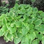 Kép 2/2 - Hosta  'Fragrant Bouquet' / Árnyékliliom