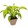 Kép 1/2 - Hosta  'Fragrant Bouquet' / Árnyékliliom