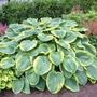 Kép 2/2 - Hosta 'Frances Williams' / Árnyékliliom